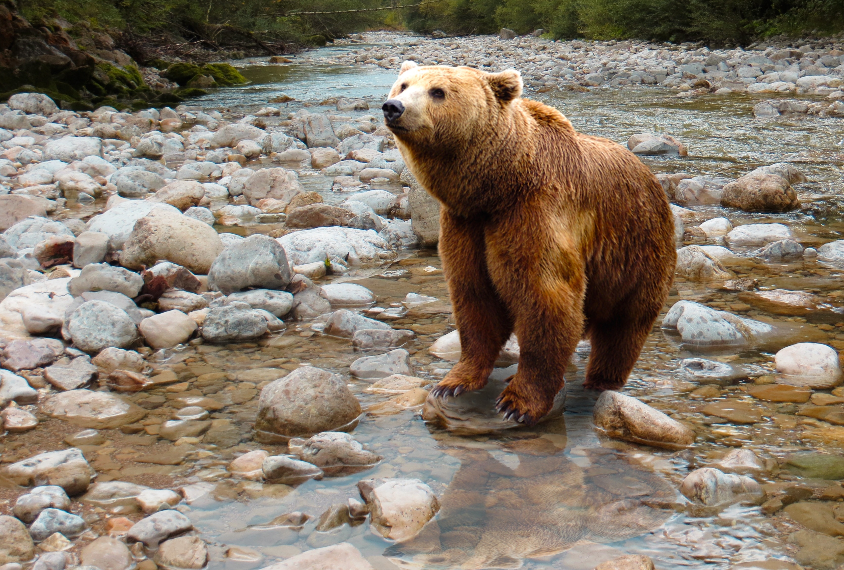 brown grizzle bear