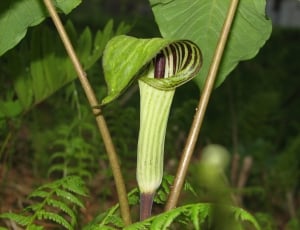 Nature, Spring, Jack In The Pulpit, growth, plant thumbnail