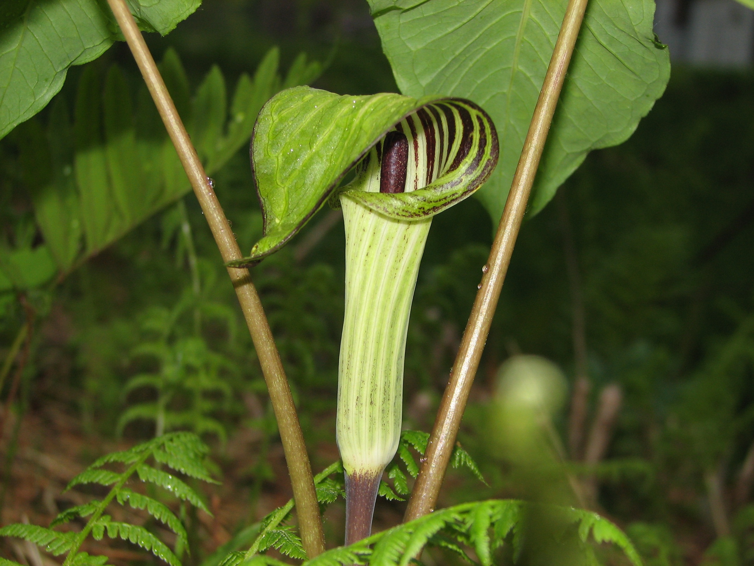 Nature, Spring, Jack In The Pulpit, growth, plant