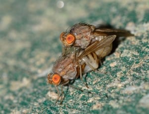 2 brown fly thumbnail