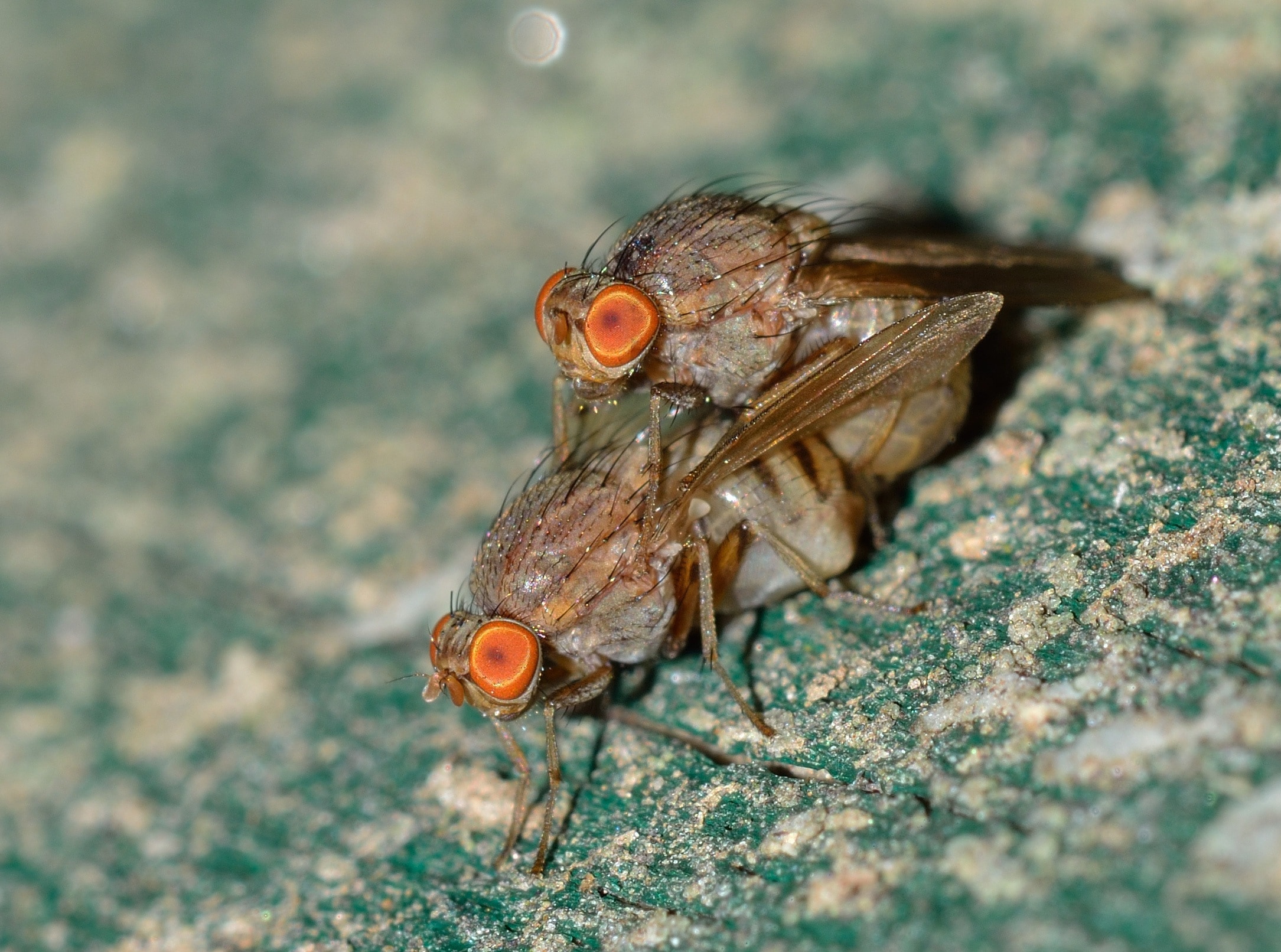 2 brown fly