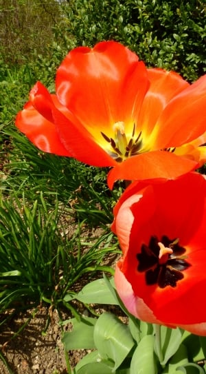 Tulip, Bloom, Nature, Blossom, Flower, flower, nature thumbnail