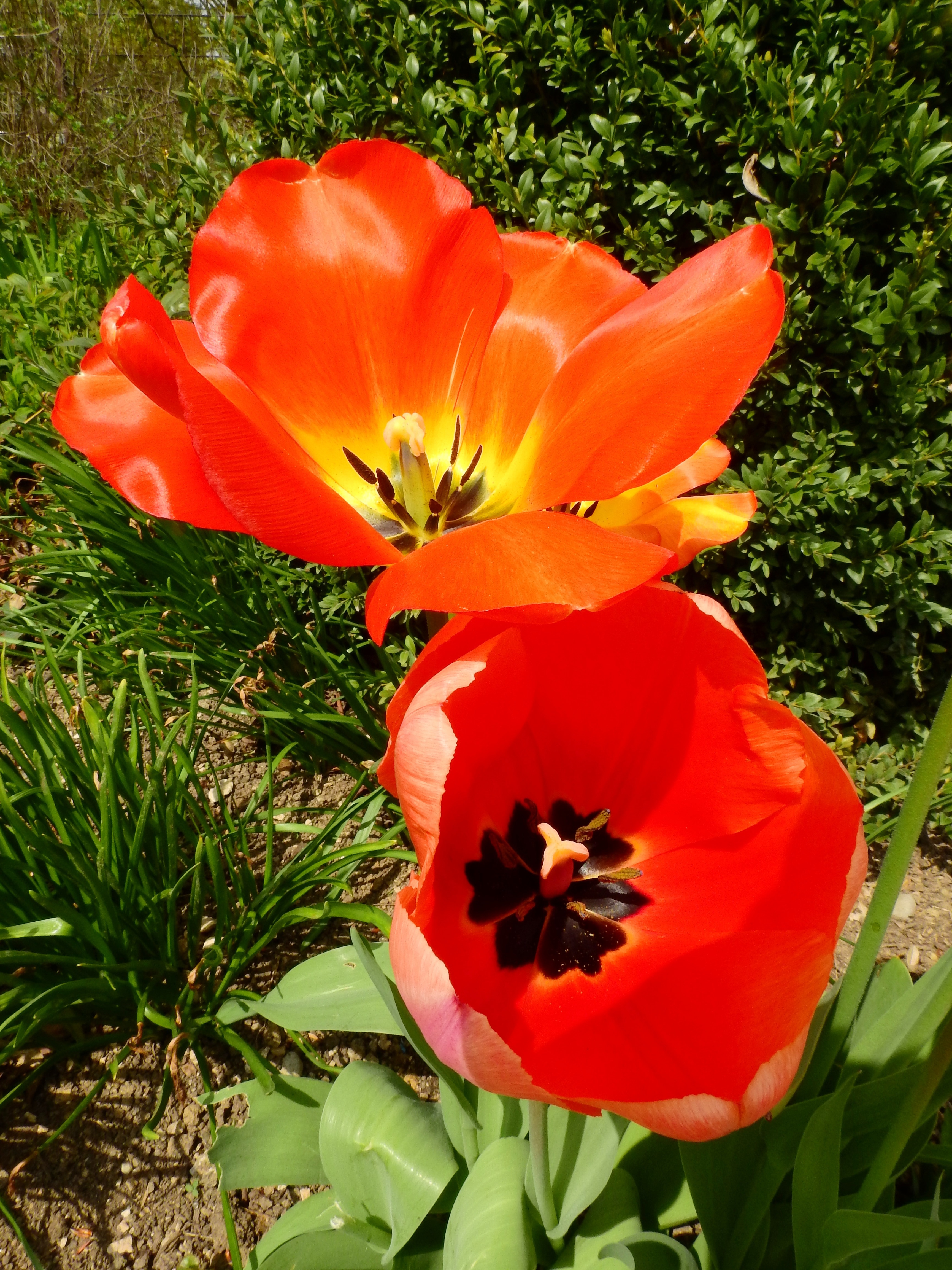 Tulip, Bloom, Nature, Blossom, Flower, flower, nature