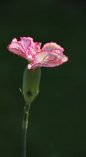 pink and white carnation flower in close up photography thumbnail