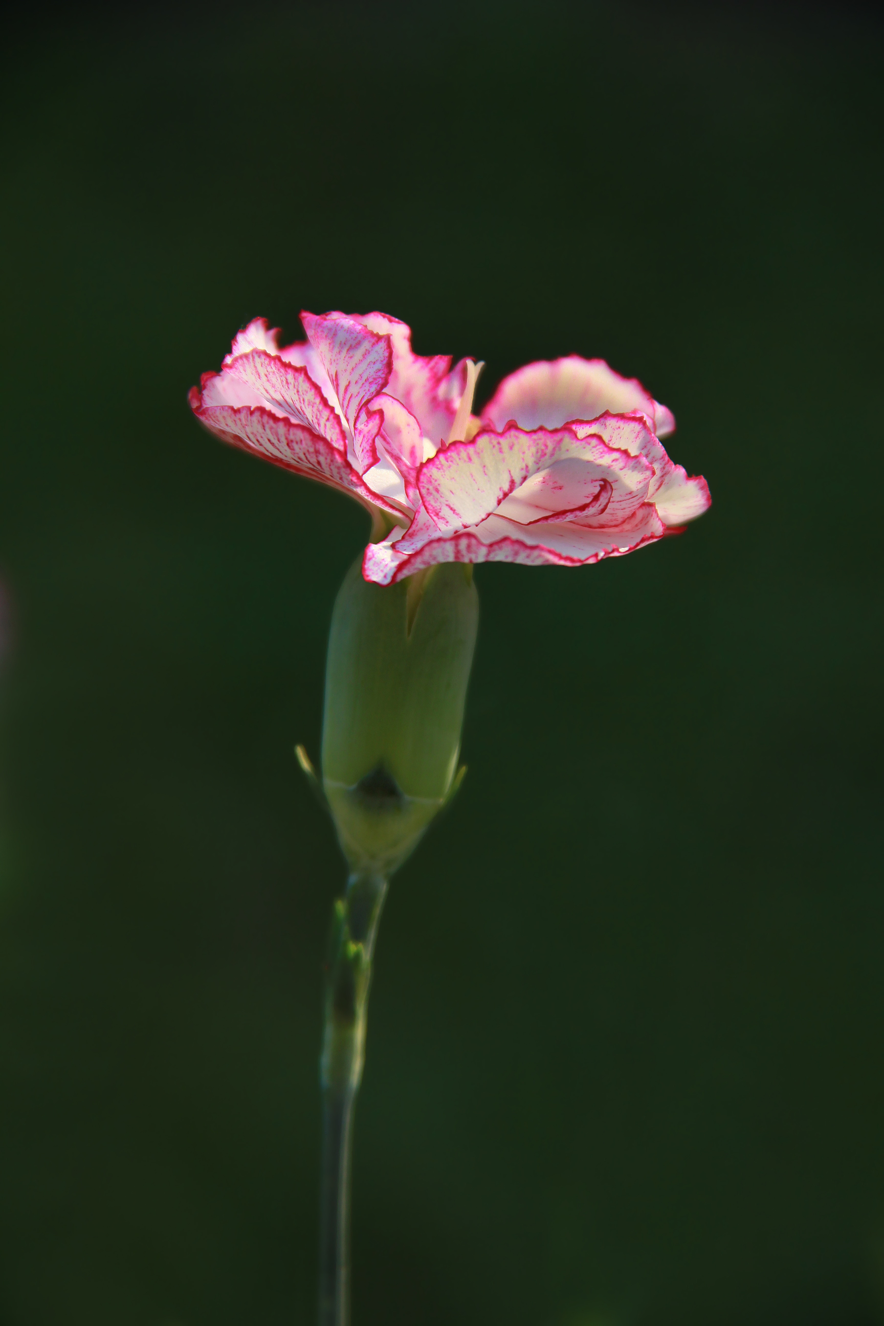 pink and white carnation flower in close up photography