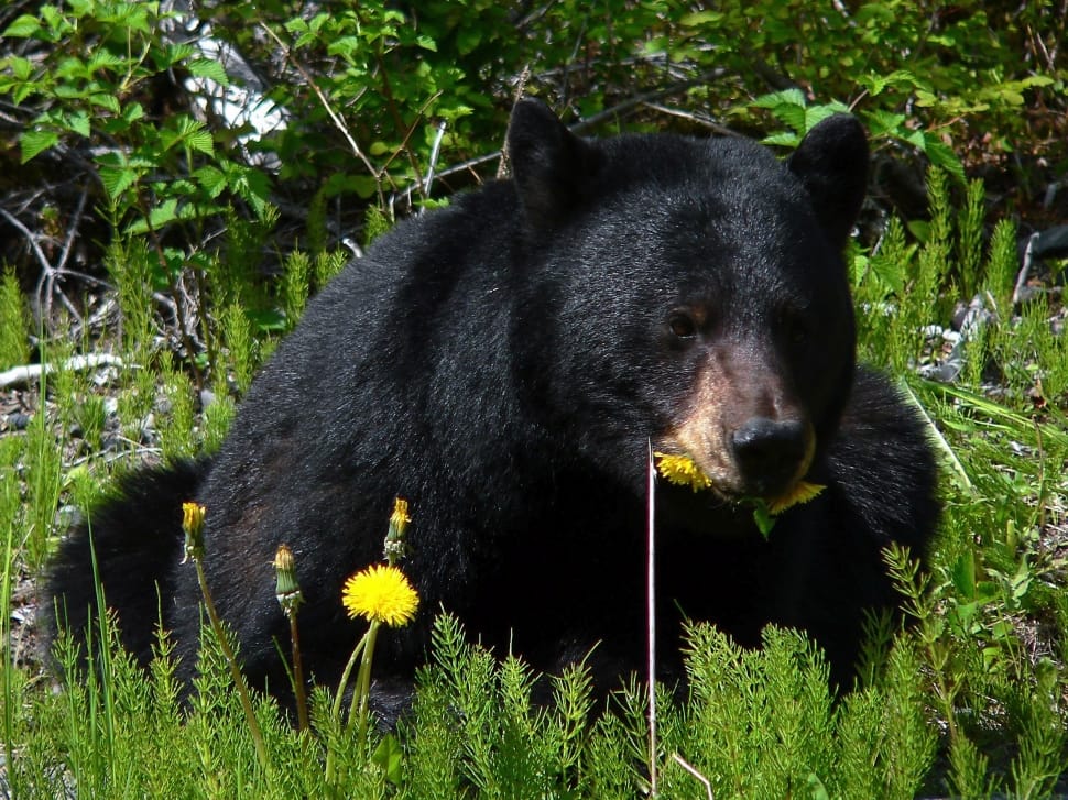 Black Bear, Glacier Bay, Alaska, one animal, animal wildlife preview