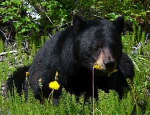 Black Bear, Glacier Bay, Alaska, one animal, animal wildlife thumbnail