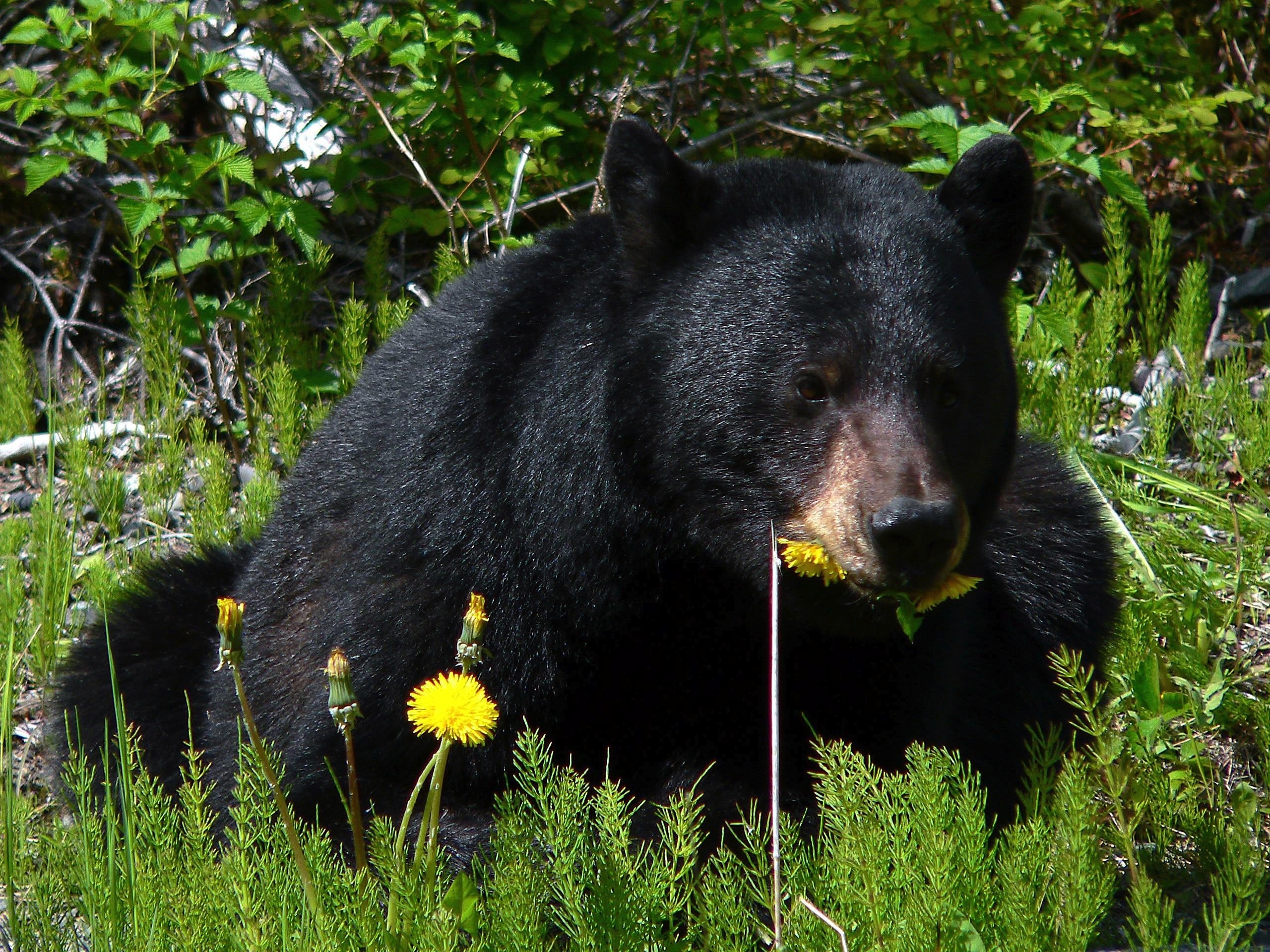 Black Bear, Glacier Bay, Alaska, one animal, animal wildlife