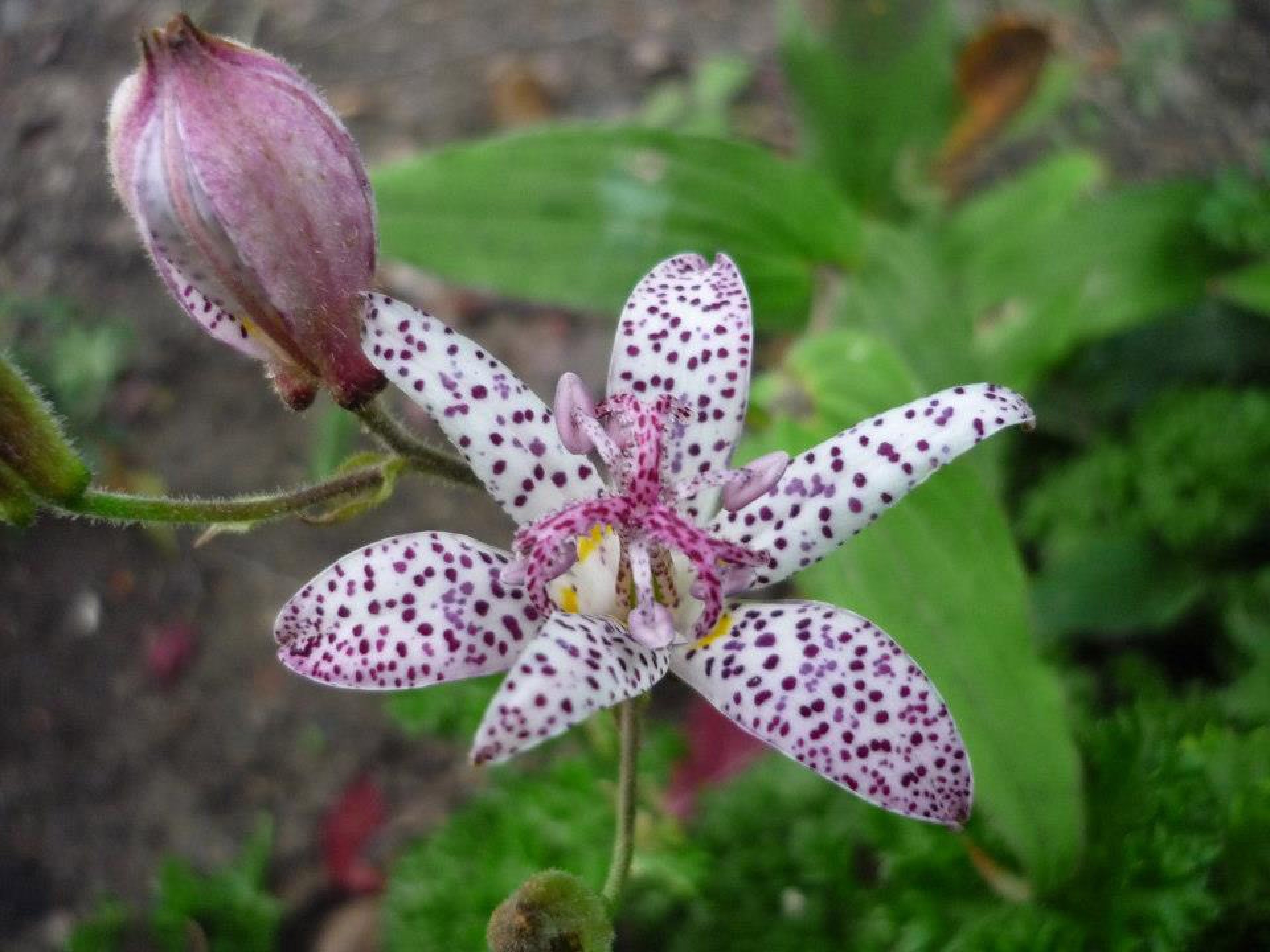 purple and white petaled flower