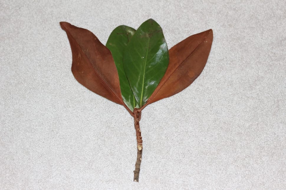 brown and green leaf plant preview