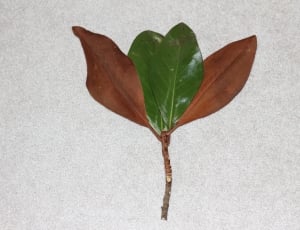 brown and green leaf plant thumbnail