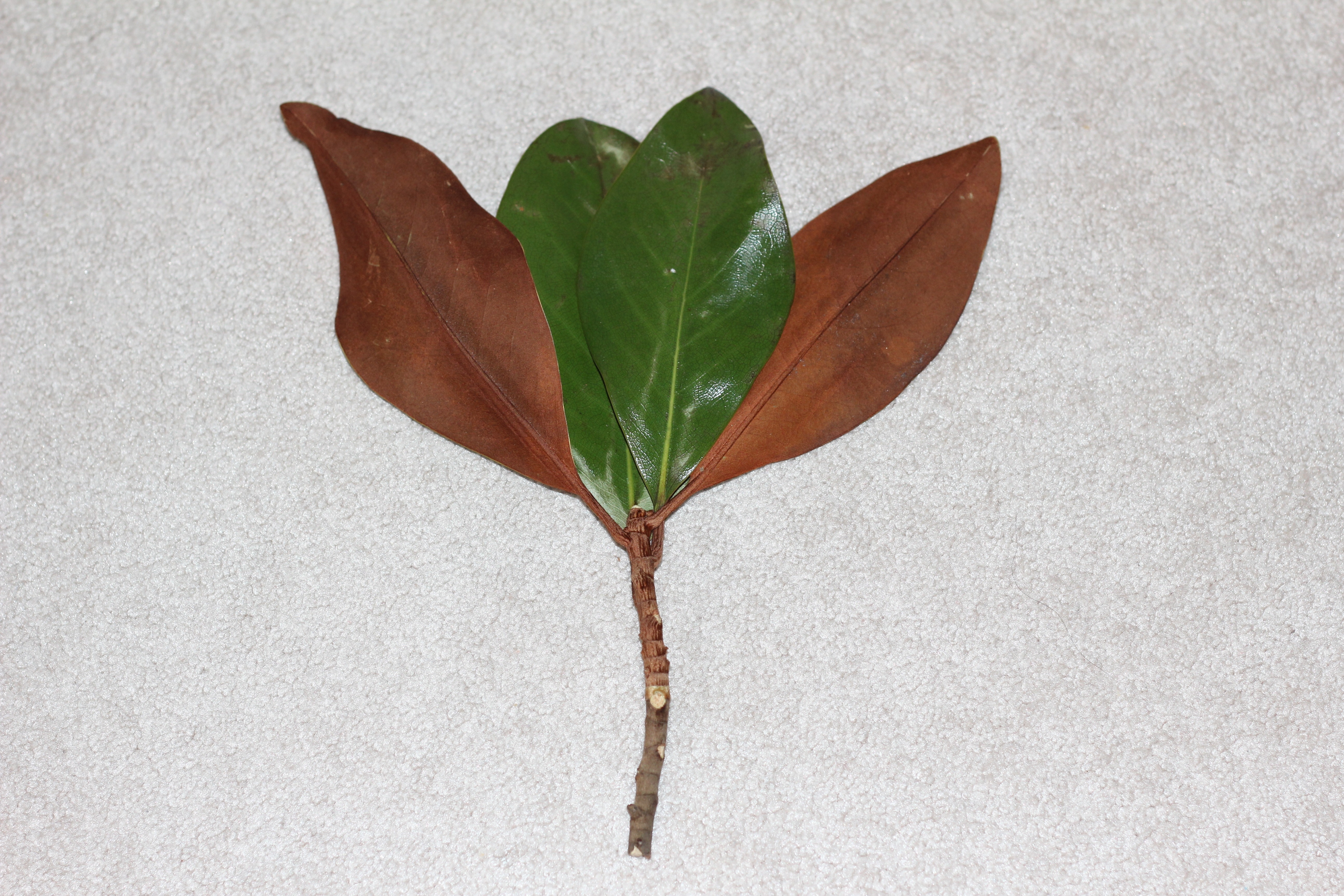 brown and green leaf plant