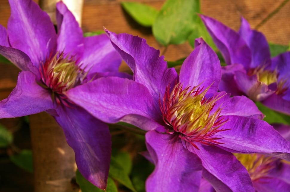 Clematis Flower, Clematis, Petals, purple, flower preview
