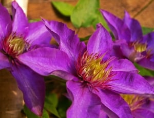 Clematis Flower, Clematis, Petals, purple, flower thumbnail