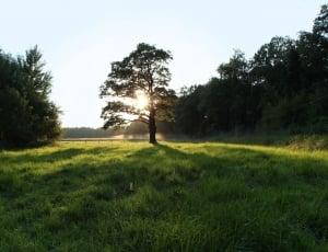 silhouette of a tree surrounded by grass during sunrise thumbnail
