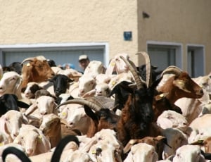 herd of goats thumbnail
