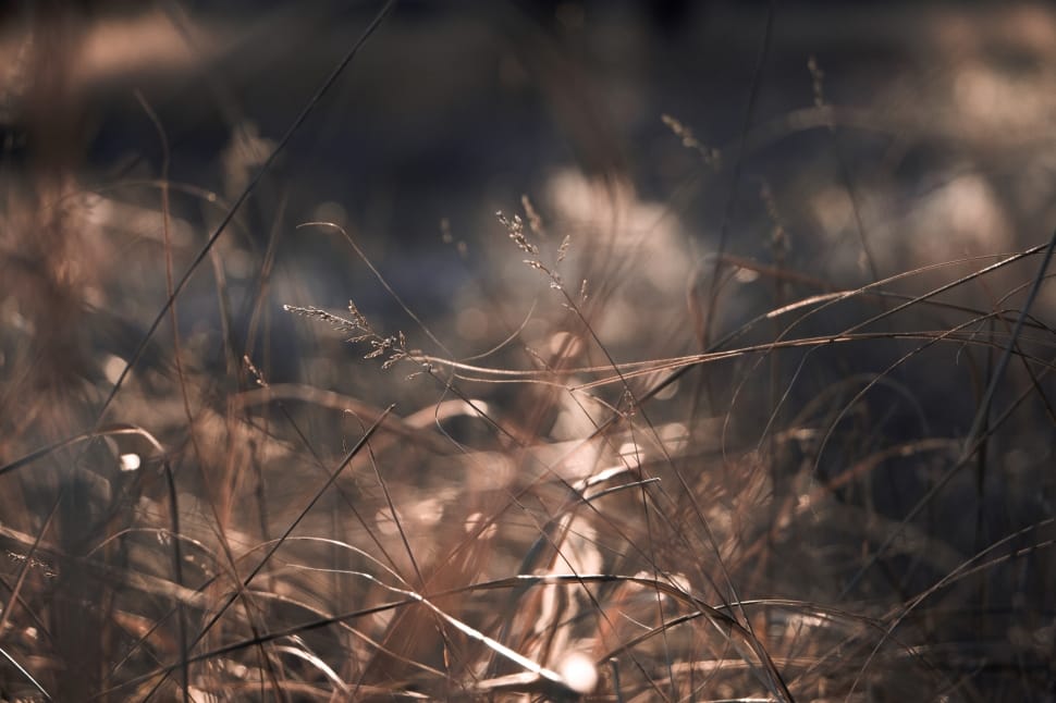 close up photo of brown grass preview