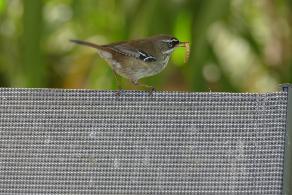 common sparrow preview