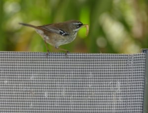 common sparrow thumbnail