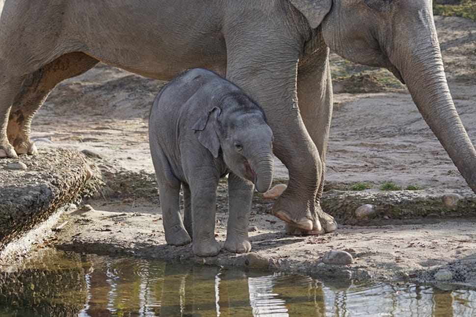 baby elephant preview