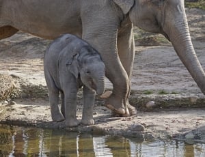 baby elephant thumbnail