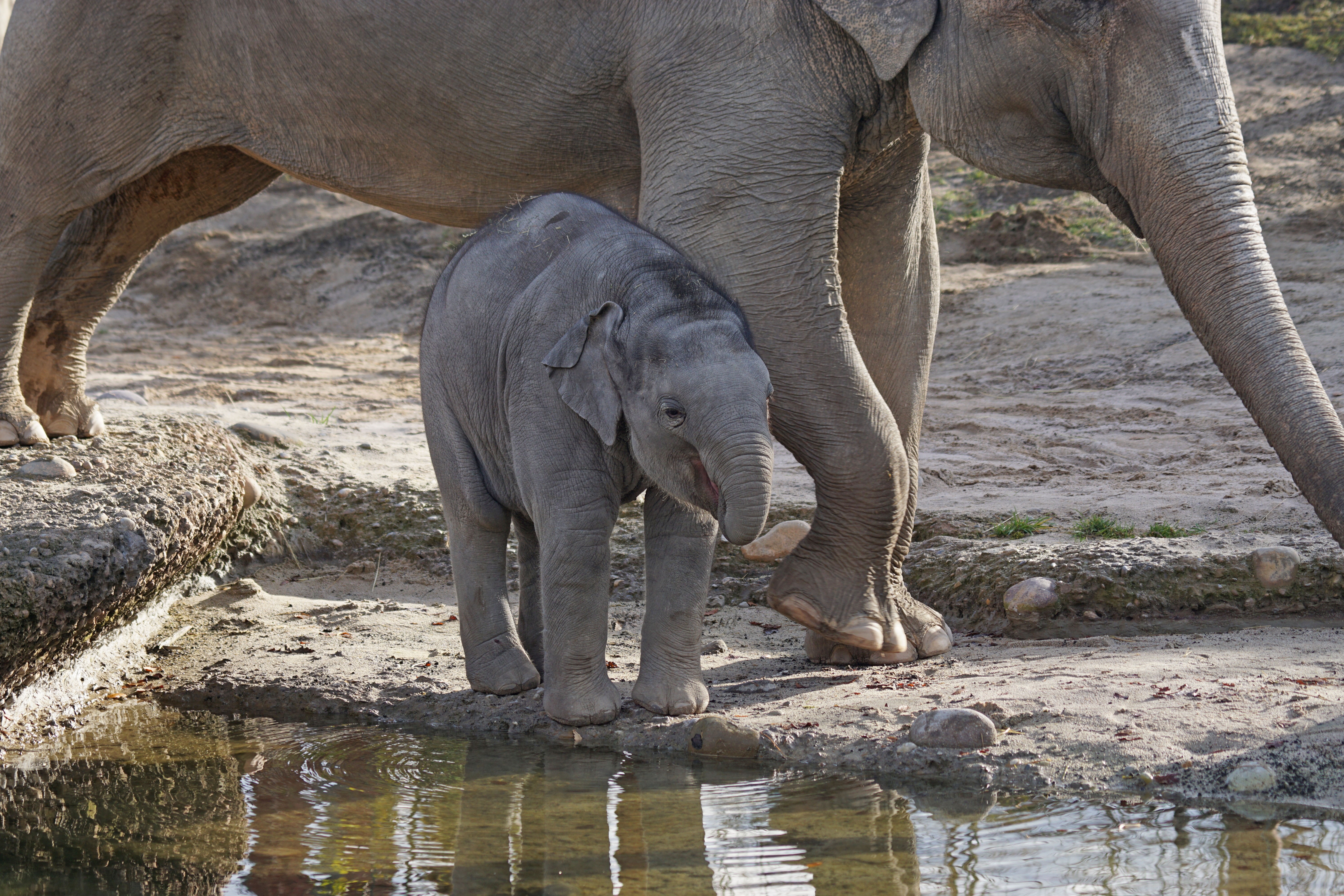 baby elephant