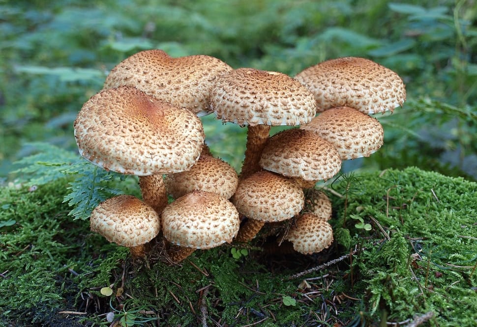 Nature, Mushrooms, Forest, Forest Floor, mushroom, fungus preview