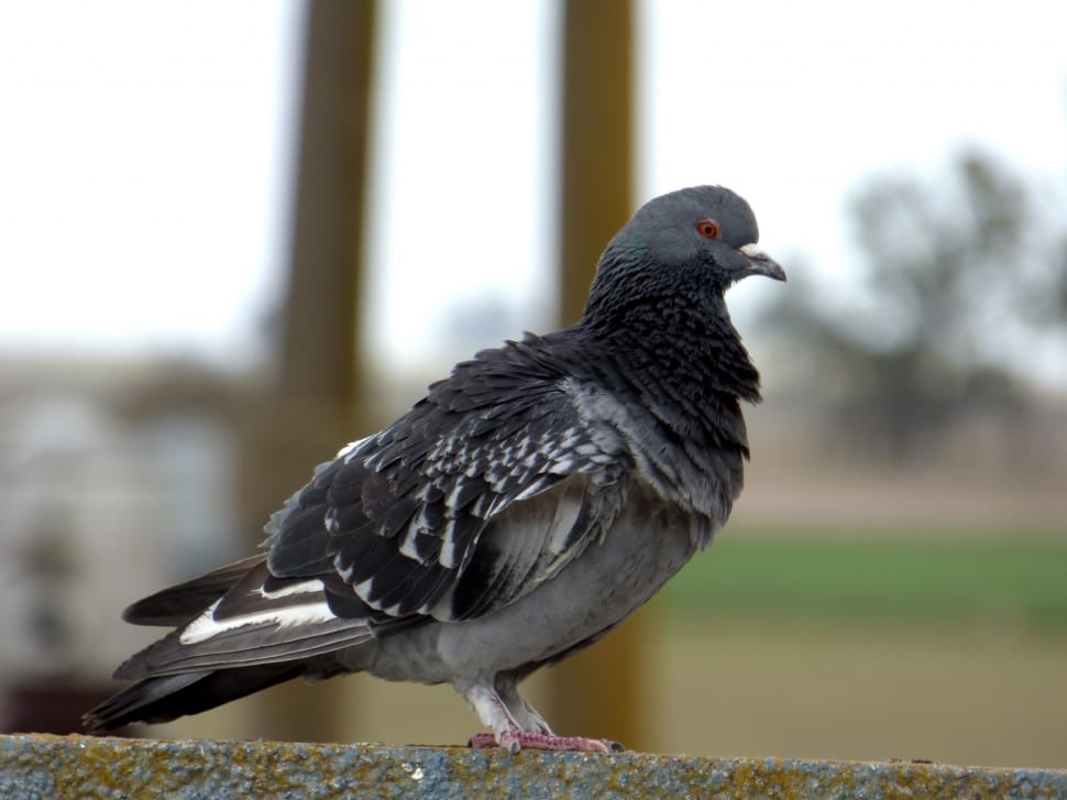 black and gray pigeon preview