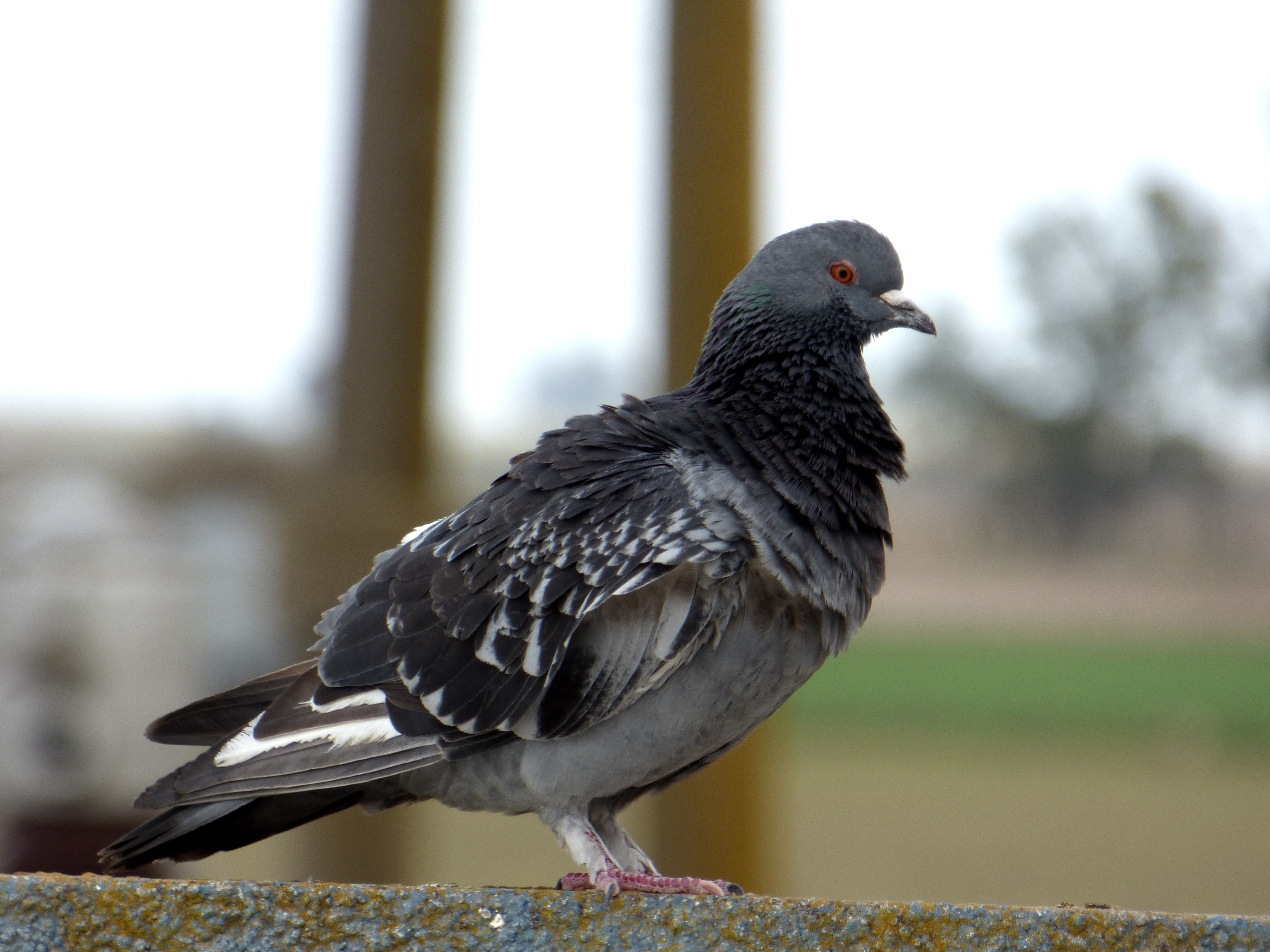 black and gray pigeon