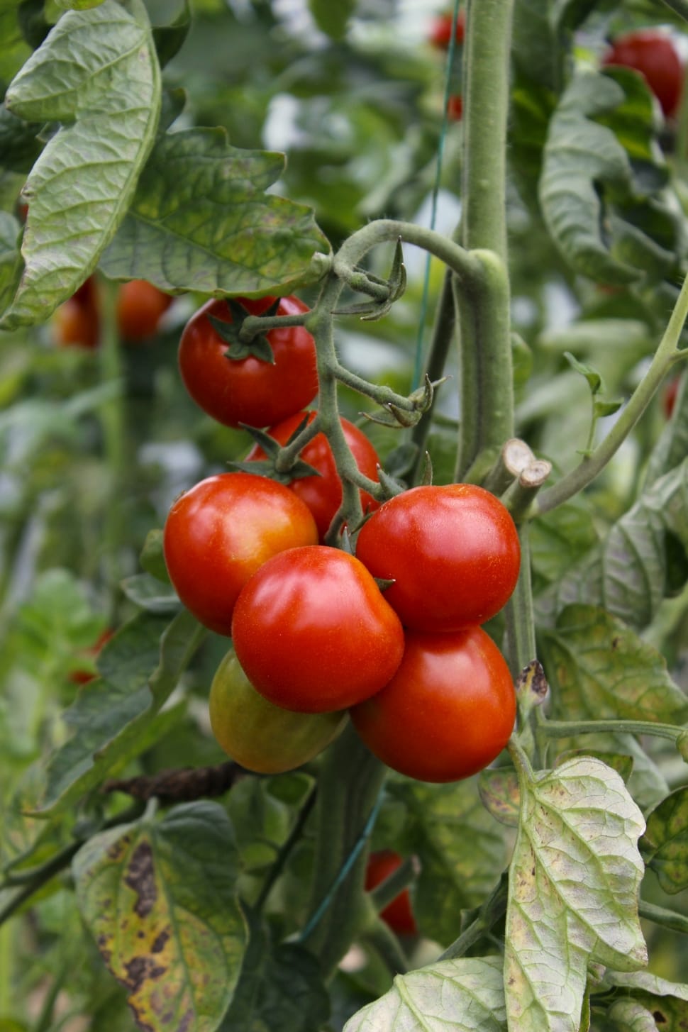 Tomatoes on plant preview