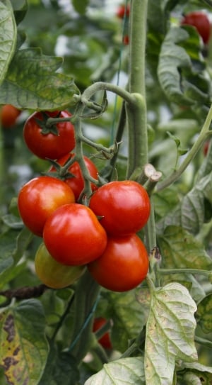 Tomatoes on plant thumbnail