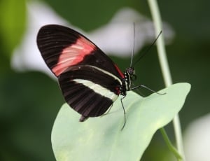 close photo of black butterfly on top of green leaf thumbnail