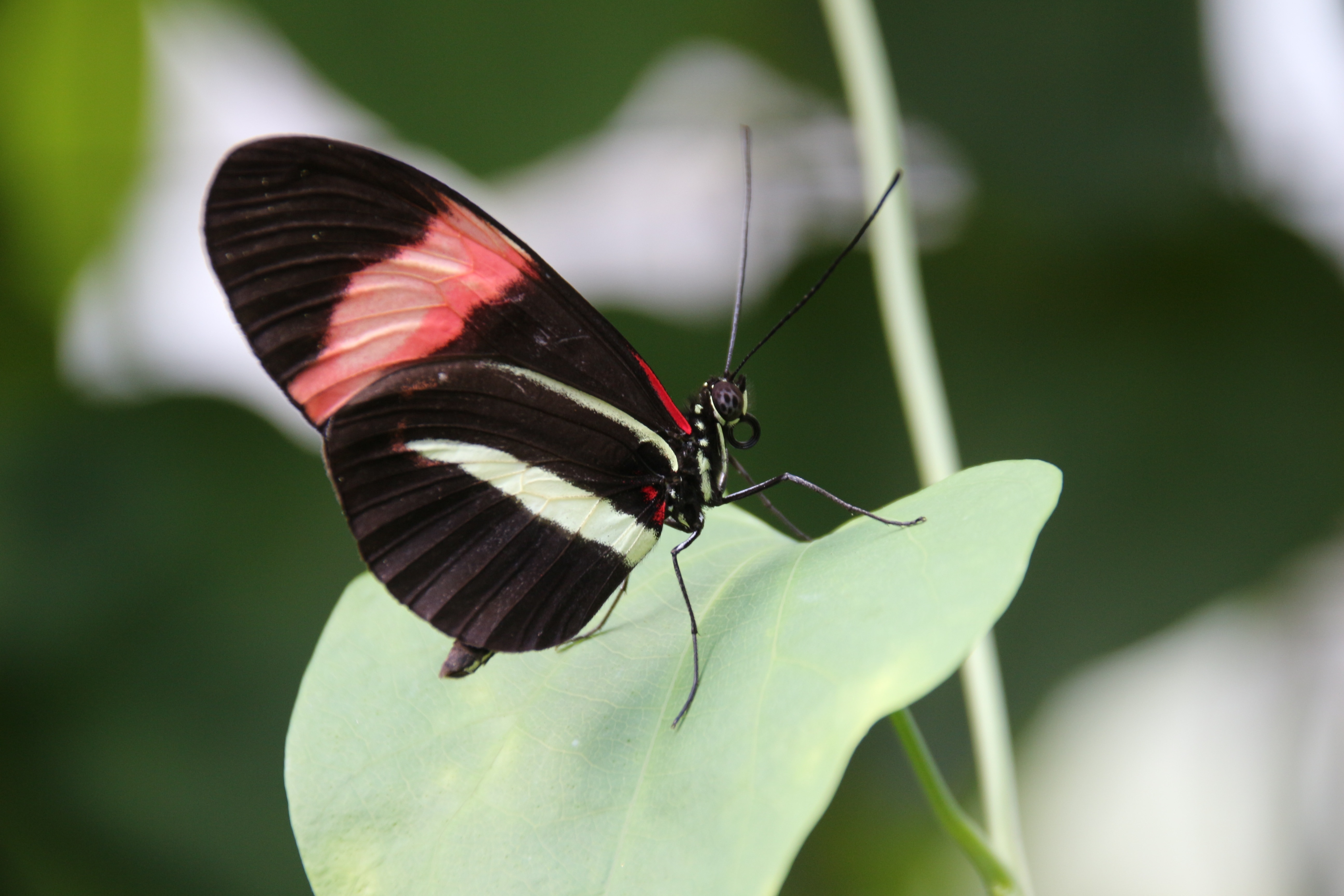 close photo of black butterfly on top of green leaf