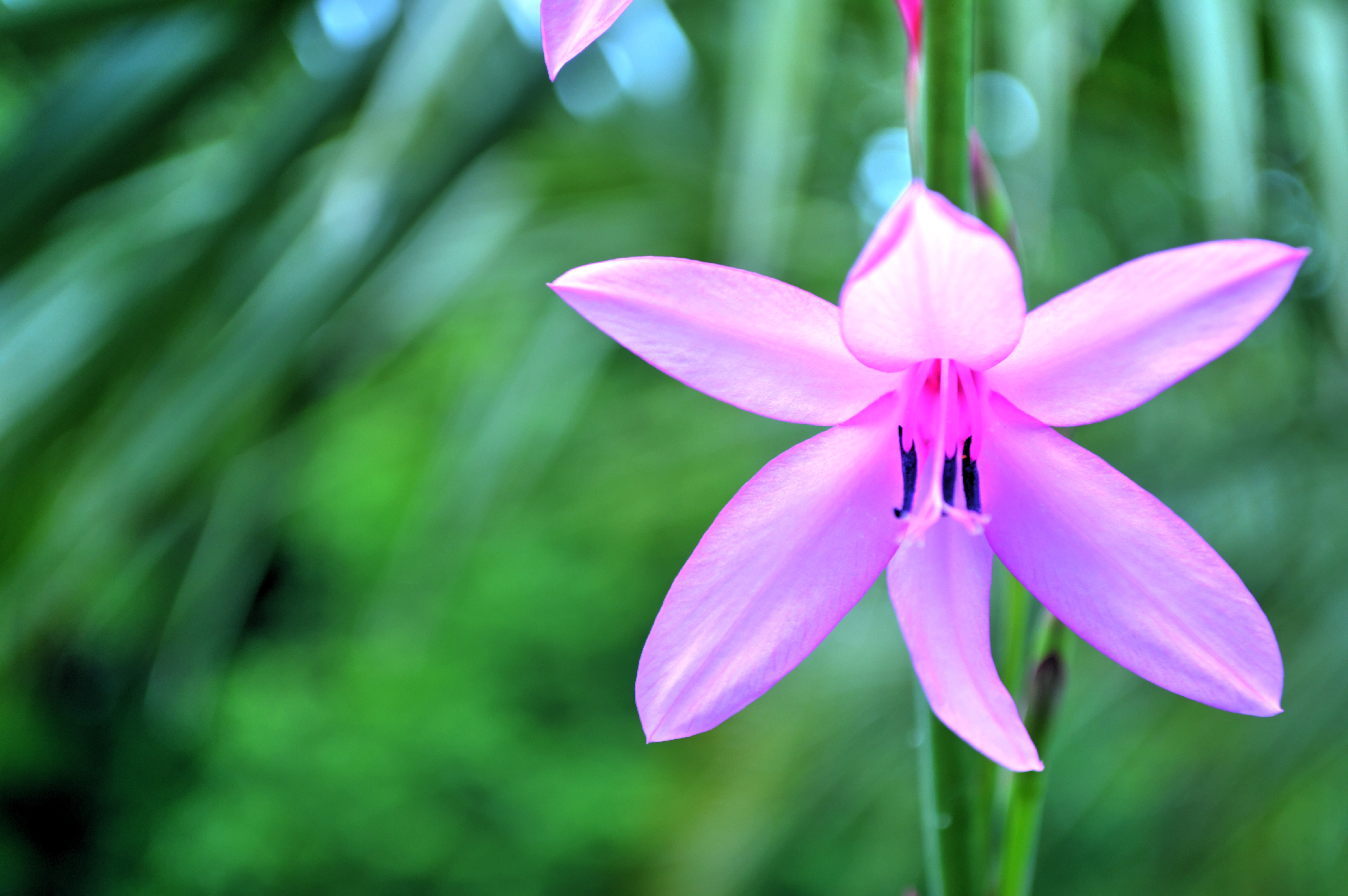 Flowering, Close Up, Macro, Flower, flower, nature