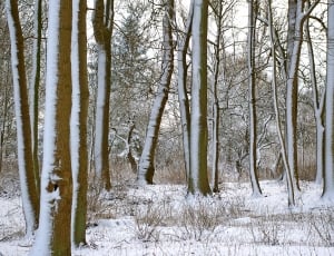 Forest, Wintry, Snow, Winter, Trees, snow, winter thumbnail