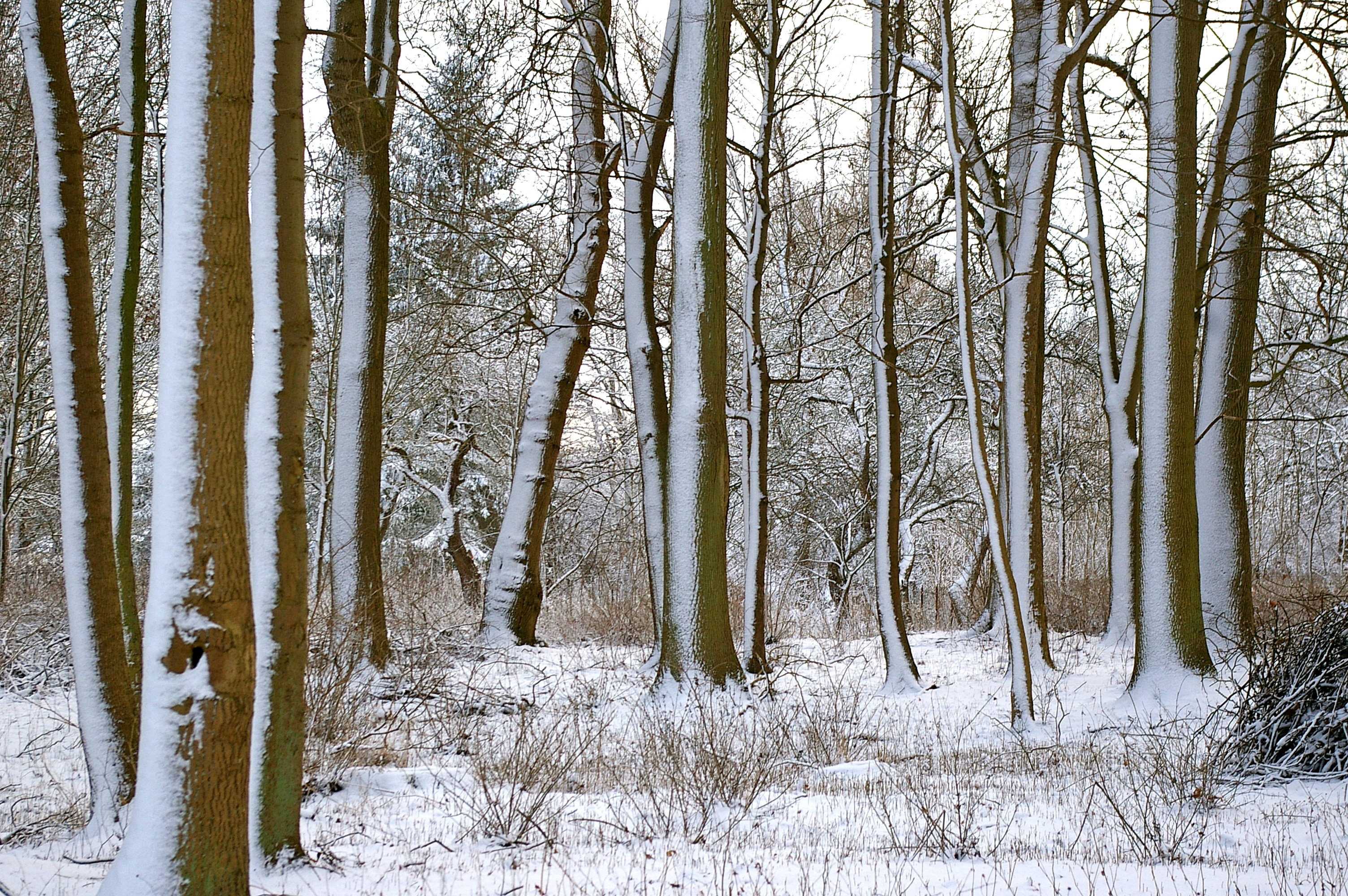 Forest, Wintry, Snow, Winter, Trees, snow, winter