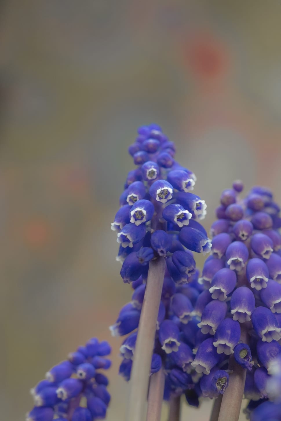 purple grape hyacinths preview