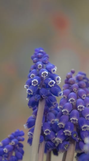 purple grape hyacinths thumbnail