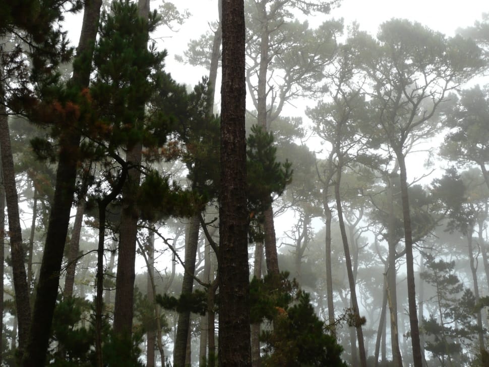 trees covered with fogs during daytime preview