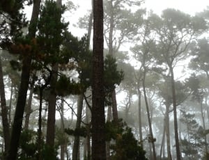 trees covered with fogs during daytime thumbnail