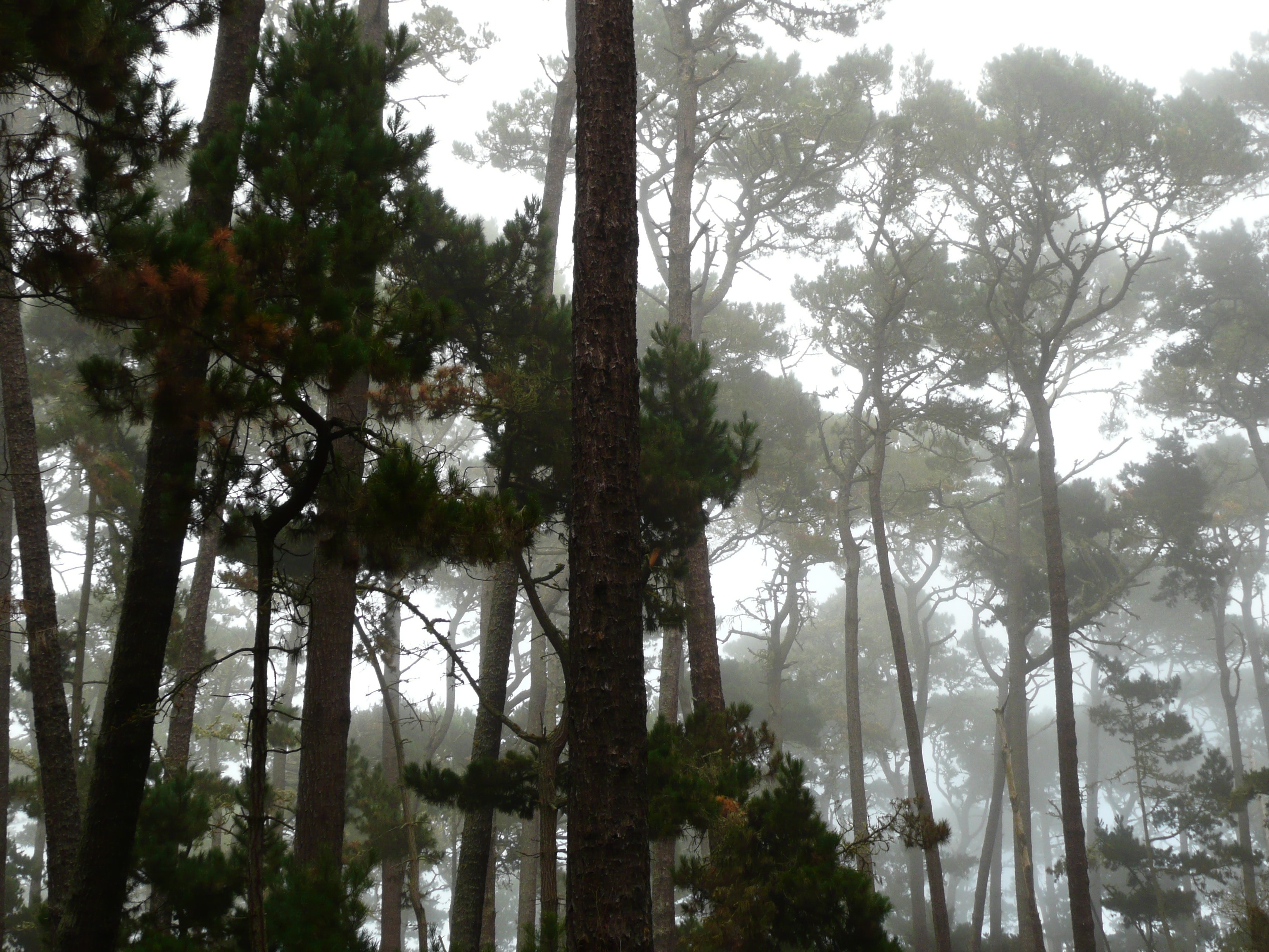 trees covered with fogs during daytime