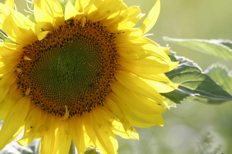 yellow and green sunflower preview