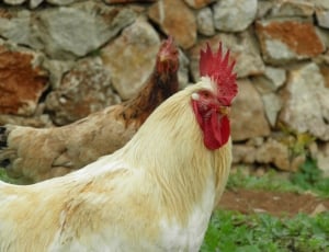 white-and-beige rooster and hen thumbnail