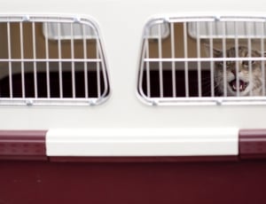 white and red pet carrier thumbnail