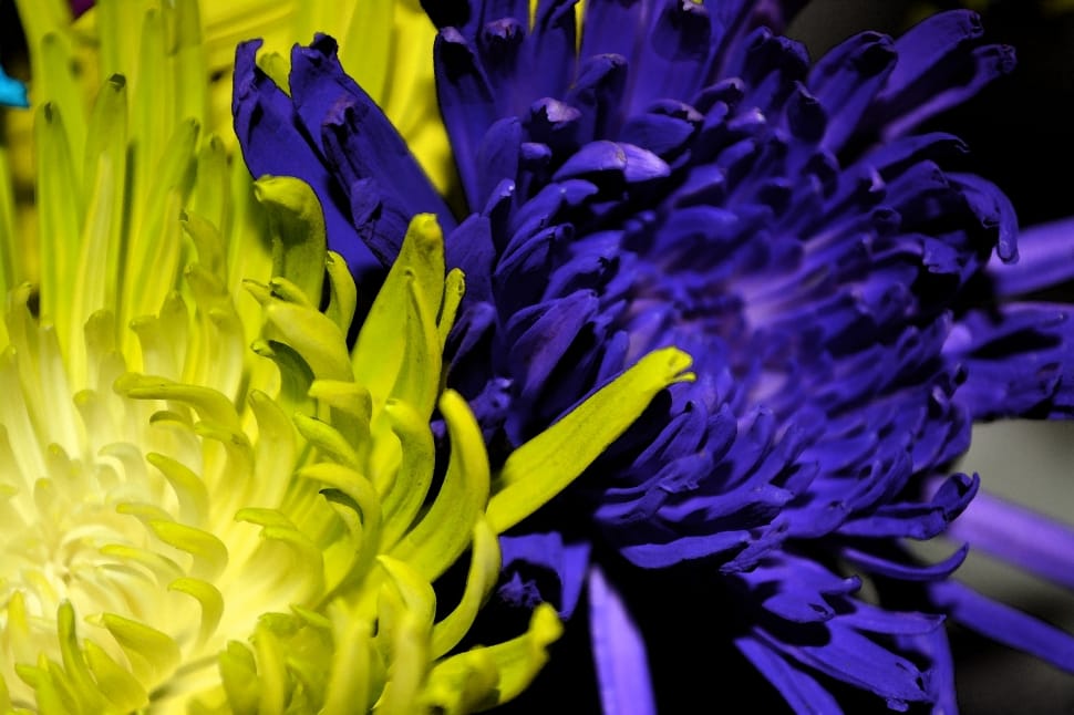 yellow and blue chrysanthemum flowers preview