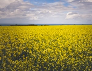 yellow petaled flower field free image | Peakpx