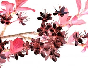 pink and black flowers thumbnail