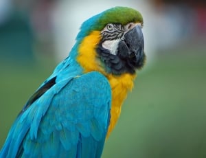 blue green and yellow parrot thumbnail