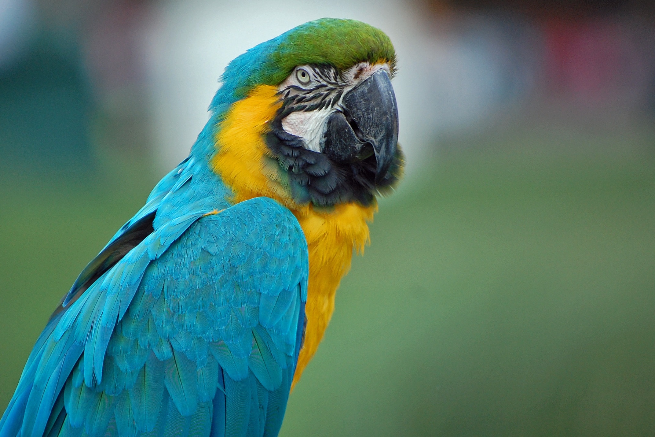 blue green and yellow parrot