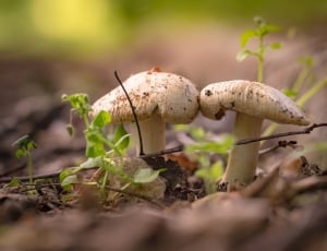 grass, outdoor, blur, mushroom, mushroom, fungus thumbnail